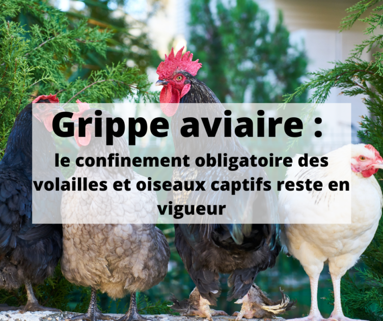 Grippe Aviaire Le Confinement Obligatoire Des Volailles Et Oiseaux