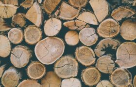 Vente de bois – coupes de l’automne 2024 – exercice 2025